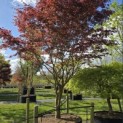 Acer palmatum 'Trompenburg' - 3