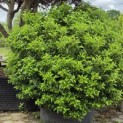 Prunus Lusitanica - 1