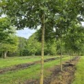 Carya illinoinensis - 1