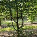 Carpinus betulus - 2