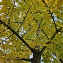 Ginkgo biloba - 1