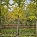Ginkgo biloba - 2
