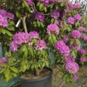 Rhododendron Roseum Elegans - 1