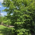 Fagus sylvatica - 3