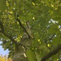 Fagus sylvatica 'Atropunicea' - blad in de schaduw kleurt naar groen