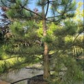 Pinus nigra 'Nigra' - Foto 2