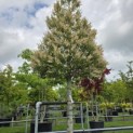 Prunus Lusitanica angustifolia - 1