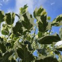 Liriodendron tulipifera 'Snowbird' - 9