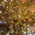 Fagus sylvatica 'Atropunicea' - Foto 2