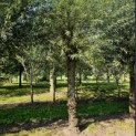 Salix Alba - 3