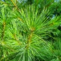 Pinus strobus - Afbeelding 1