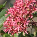 Heptacodium miconioides - Foto 2