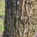 Salix Alba - 1