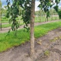 Corylus avellana 'Contorta' - Afbeelding 6