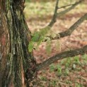 Metasequoia glyptostroboides - november 2024
