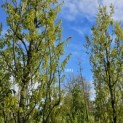 Quercus robur 'Fastigiata' - 3