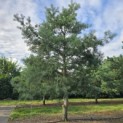Pinus sylvestris - 4