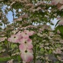 Cornus kousa 'Stellar Pink' - Foto 2