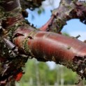 Prunus serrula - 2