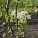 Pyrus c. 'Conference' - 1