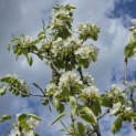 Pyrus c. 'Conference' - 2
