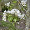Pyrus c. 'Conference' - 3