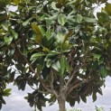 Magnolia grandiflora 'Galissonnière' - 4