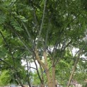 Sophora japonica - 8