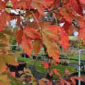 Acer griseum - 2