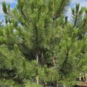 Pinus nigra 'Nigra' - Foto 2
