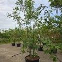 Quercus rubra - 2