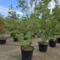 Quercus rubra - 3