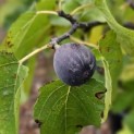 Ficus carica 'Brown Turkey' - 1