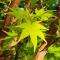 Acer palmatum 'Sangokaku' - Foto 6