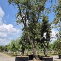 Quercus Suber - 4