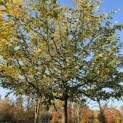Sycoparrotia semidecidua 'Prins Claus' - november 2025