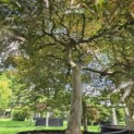Acer palmatum 'Garnet' - Foto 1