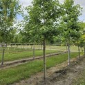 Liquidambar styraciflua - 1