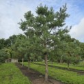 Pinus sylvestris - Foto 4
