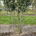 Prunus laurocerasus 'Caucasica' - 5