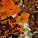 Fagus sylvatica 'Atropunicea' - impressie kleurnuances rode of bruine beuk
