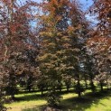 Fagus sylvatica 'Atropunicea' - juni 2026