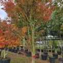 Acer palmatum - 3