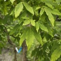 Acer Triflorum - Foto 3