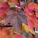 Acer Rubrum 'Brandywine' -