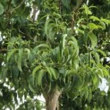 Heptacodium miconioides - Foto 6