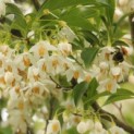 Styrax japonicus - 1