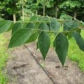 Gymnocladus dioica