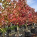 Liquidambar styraciflua - 2