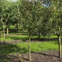 Malus domestica 'Rode Boskoop' - SEPT 2026